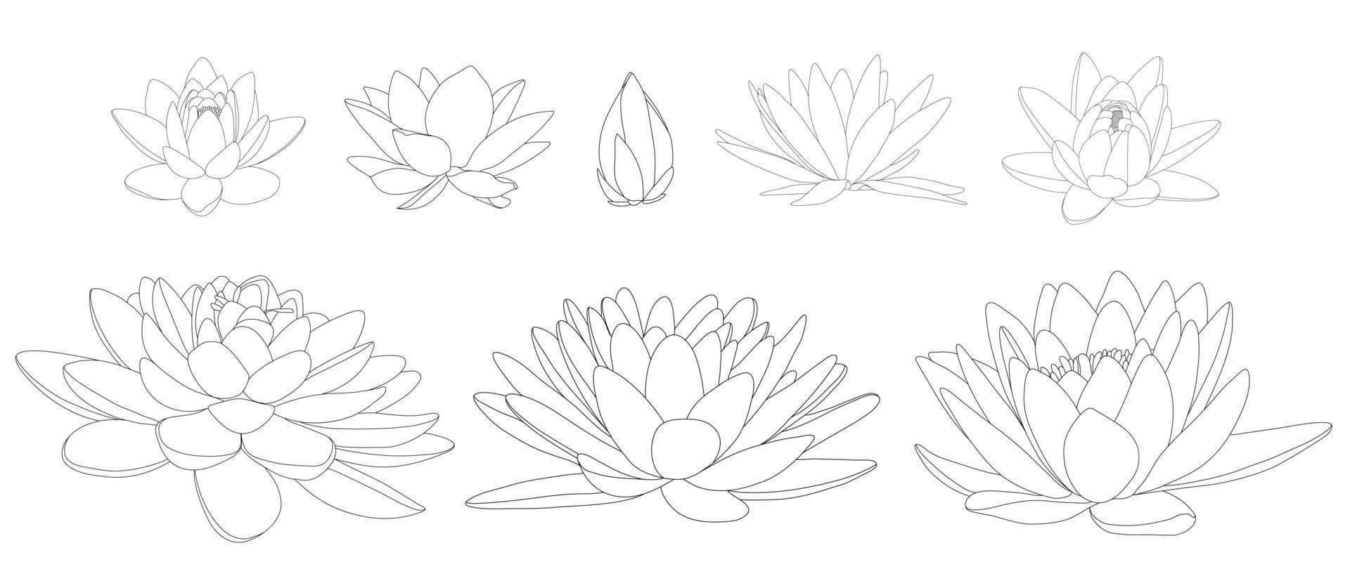 flores de lótus em diferentes flores e formas. ilustração a preto e branco de diferentes tipos de nenúfares. vetor