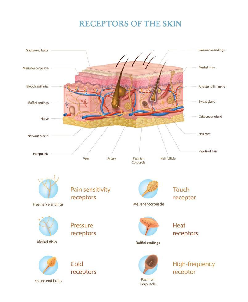 infográficos realistas de anatomia da pele vetor