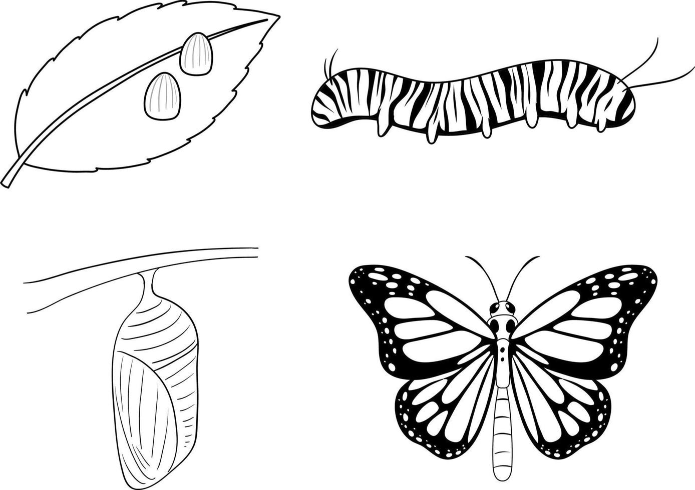 ciclo de vida do doodle da borboleta monarca vetor