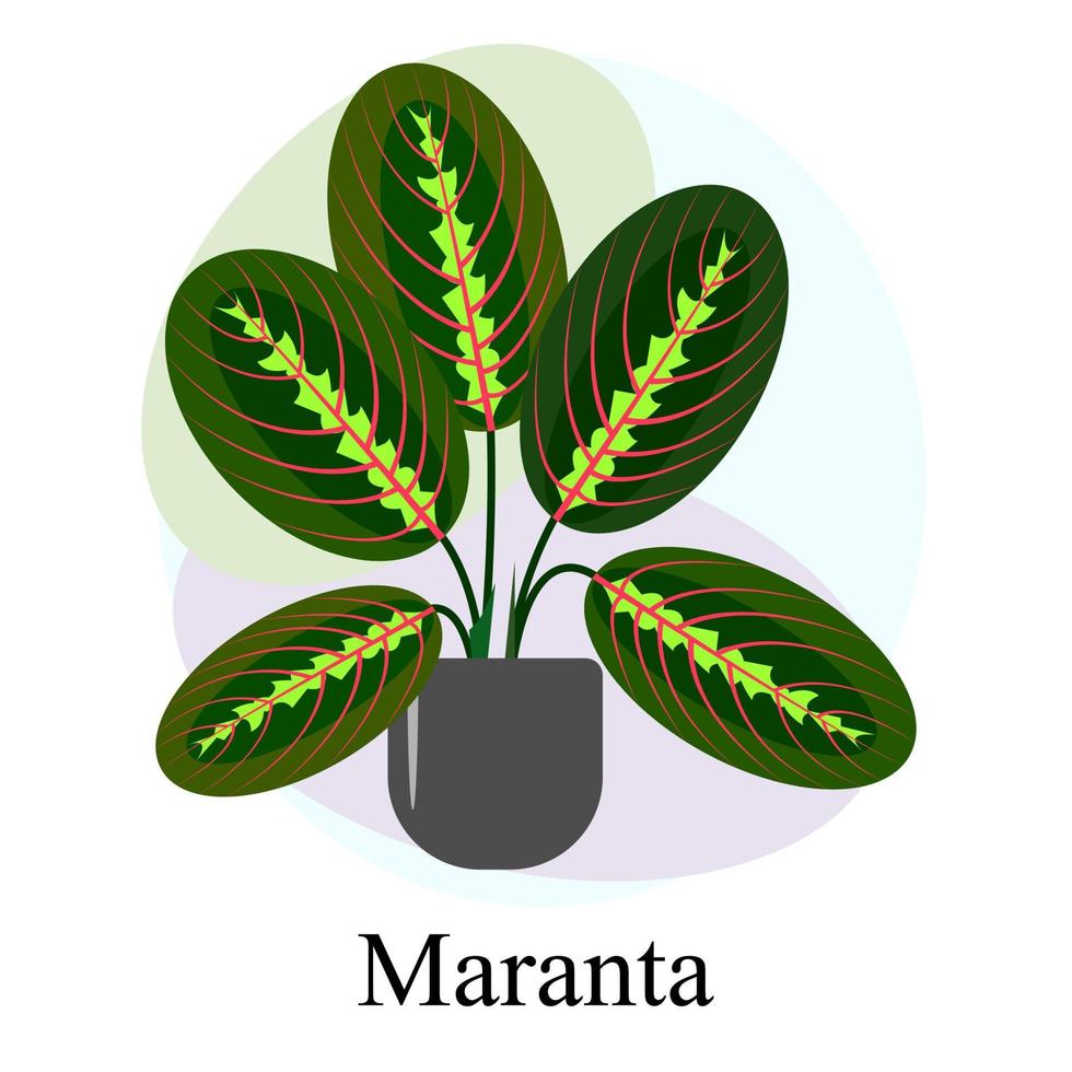 planta decídua ornamental de interior maranta vetor