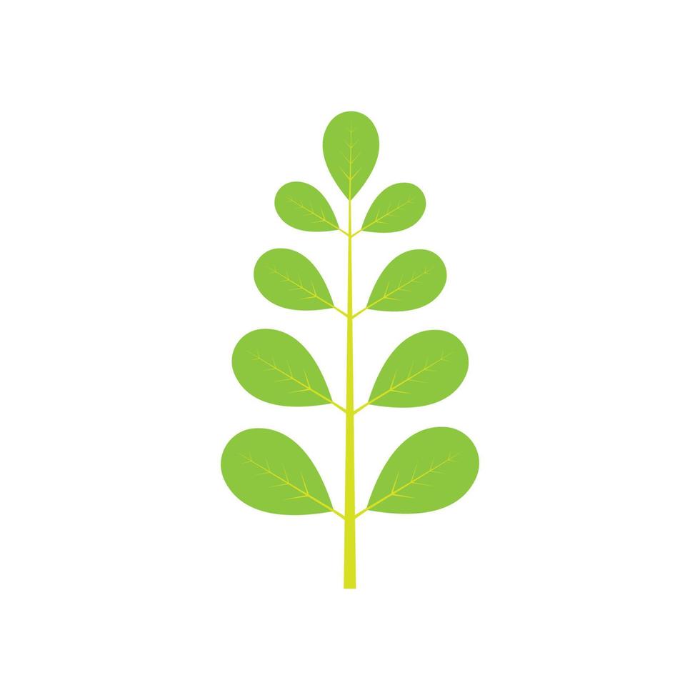 design de vetor de ilustração de logotipo de folha de moringa