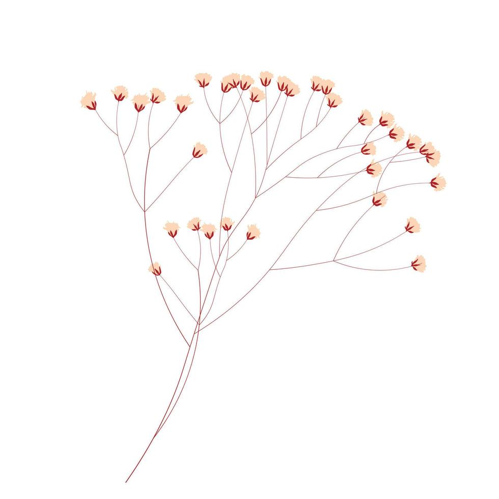 ilustração vetorial de estoque gypsophila. delicado floral elegante para um convite. cor creme. flores secas em tons pastel, isoladas em um fundo branco. vetor