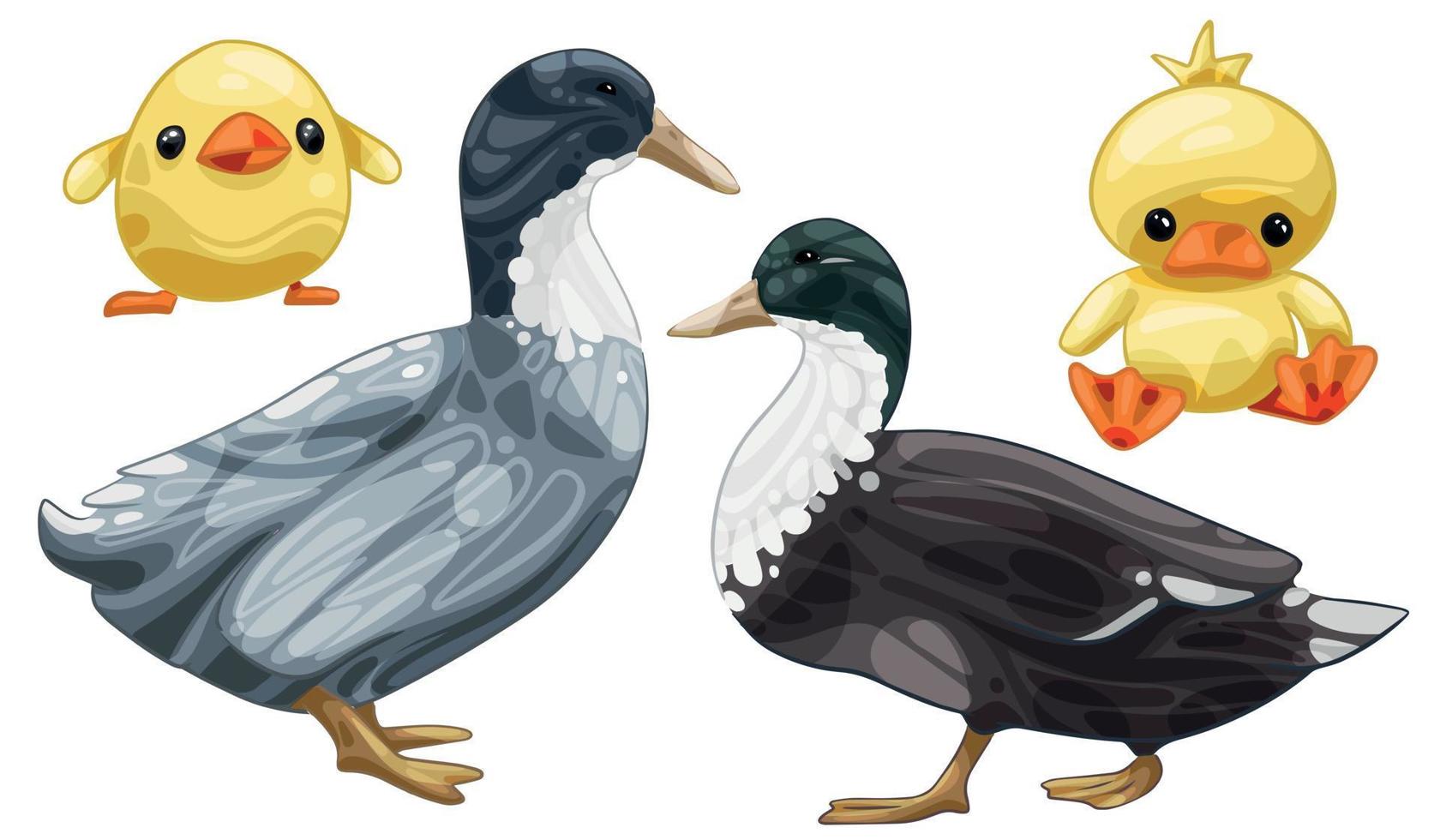 o conjunto de patos desenhados à mão. a raça do pato azul sueco vetor