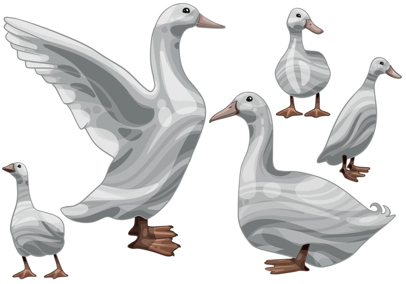 o conjunto de patos desenhados à mão. a raça do pato aylesbury vetor