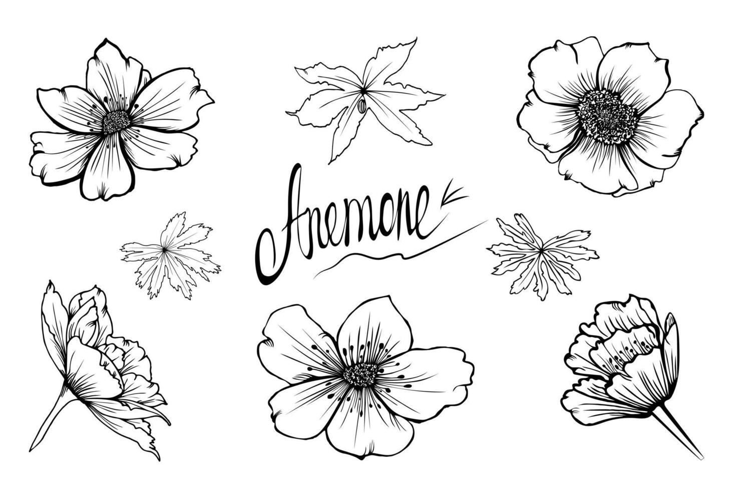 conjunto de flores de anêmona vetorial desenhadas à mão, botões e folhas em estilo de desenho isolado no fundo branco vetor