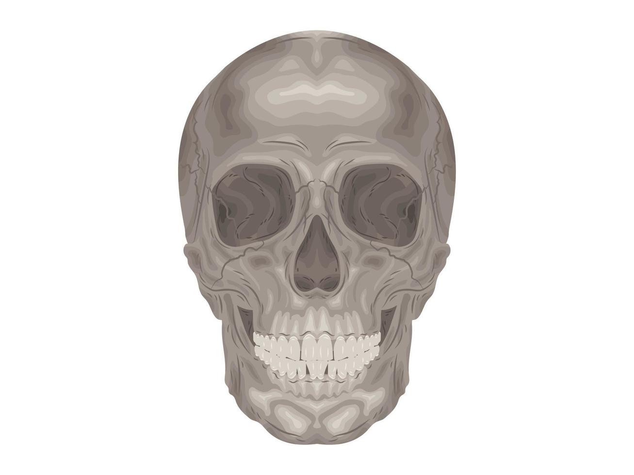 elemento cálcio médico terapia corpo ciência desenhos animados anatomia cirurgia biologia osso crânio esqueleto plano vetor