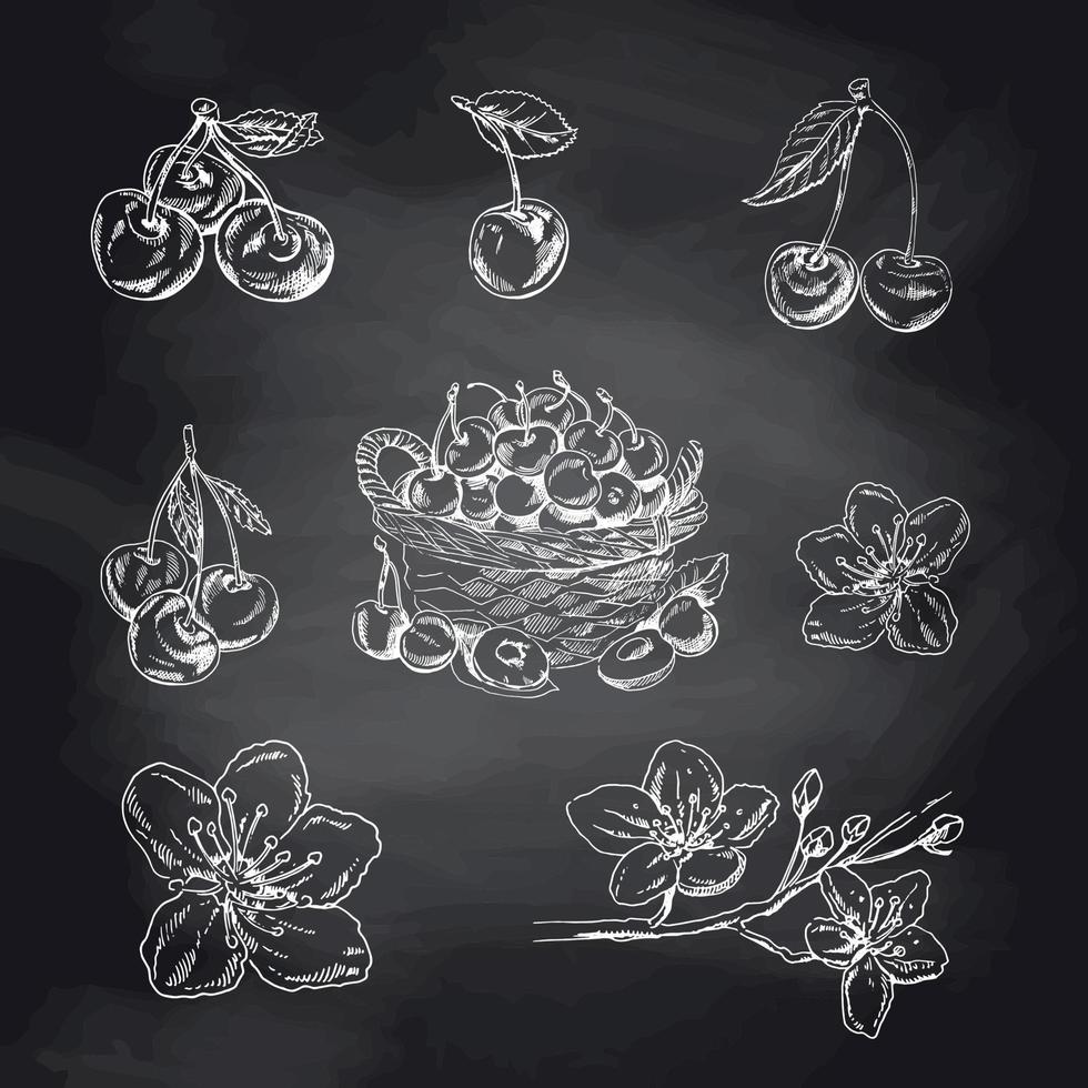 esboço branco desenhado à mão de vetor de cereja definido na lousa preta. isolado mão desenhada bagas brancas, cesta, ramo e flores de cerejeira em fundo preto.