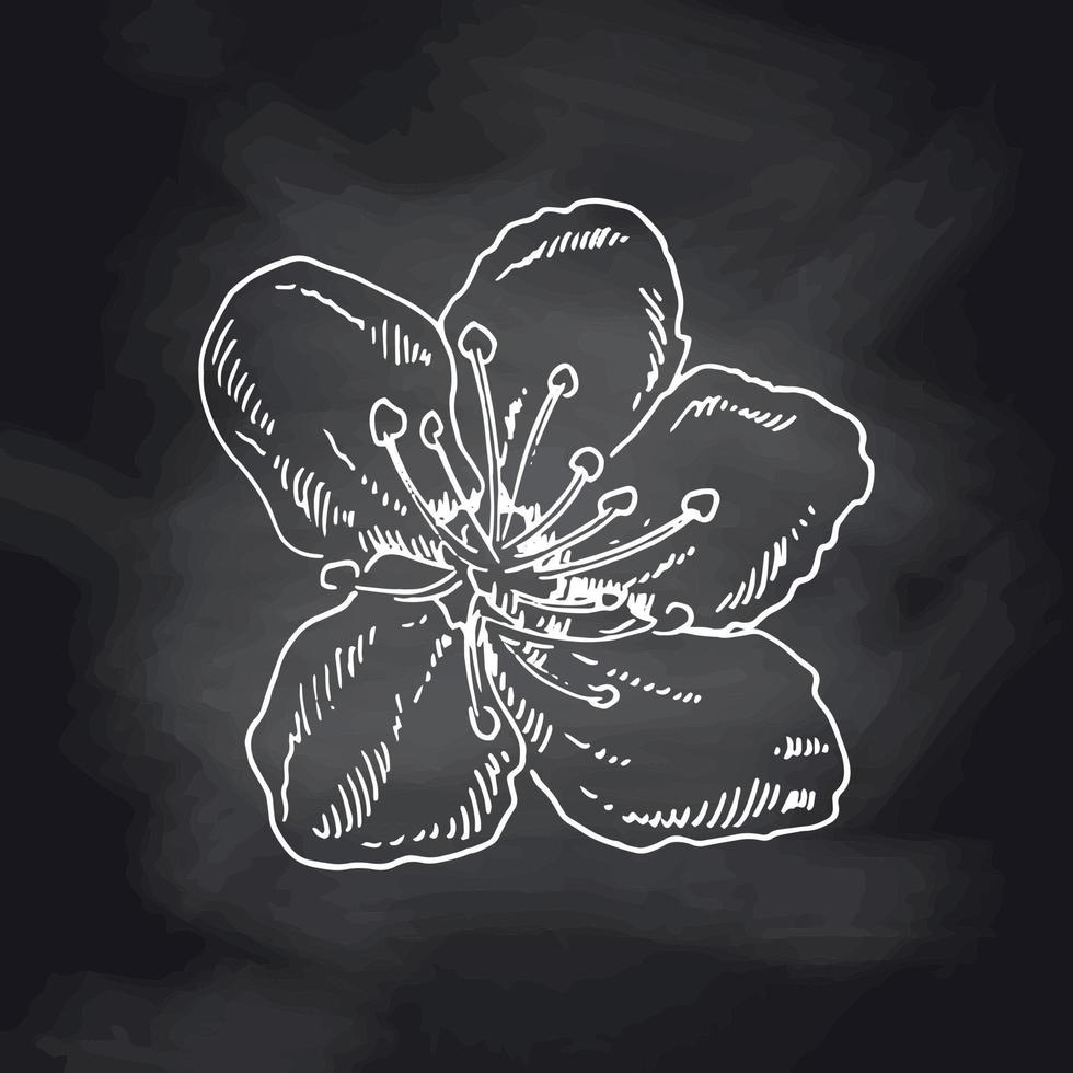 Flores de sakura florescem, esboço branco desenhado à mão na lousa preta. ilustração em vetor bonito doodle cereja planta, isolado no fundo preto. flor floral realista para etiqueta, pôster, impressão.