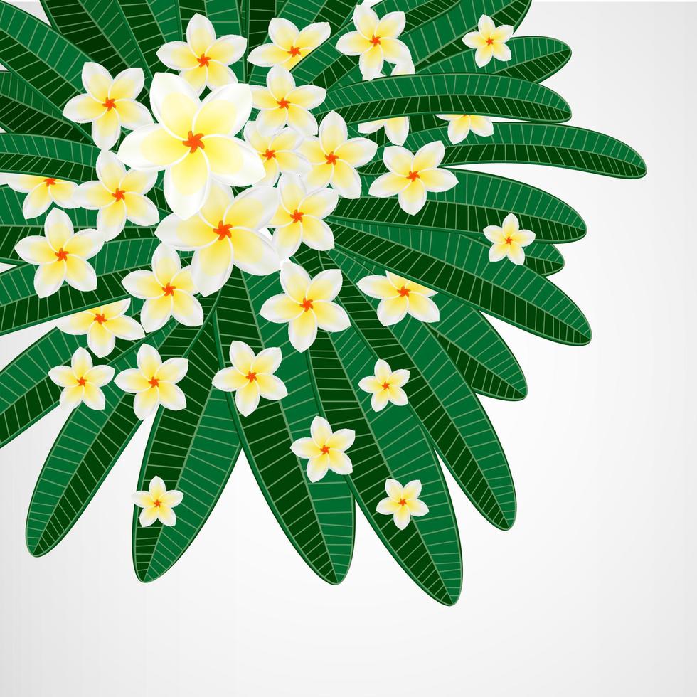 fundo de design floral eps10. flores de plumeria. vetor