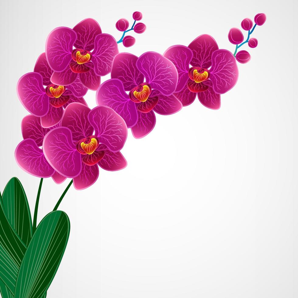 fundo de design floral. flores de orquídeas. vetor