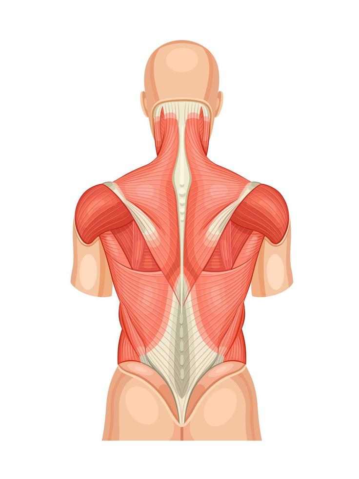 diagrama anatômico educacional dos músculos das costas. modelo posterior da estrutura humana e arranjo de detalhes. ilustração médica vetorial vetor