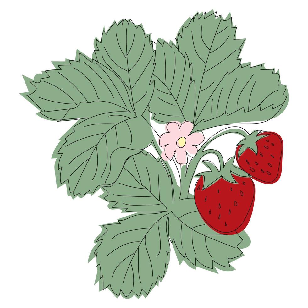arbusto de morango de ilustração de linha com bagas e floração vetor