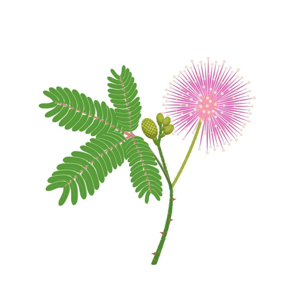 ilustração em vetor de planta sensível ou mimosa pudica, isolado no fundo branco.