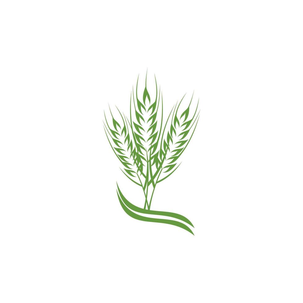 design de logotipo de planta de trigo verde prosperando vetor