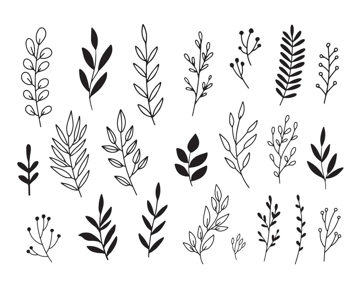 ramos e folhas do vetor. elementos florais desenhados à mão. galhos e folhas de inverno. ilustrações botânicas vintage. vetor