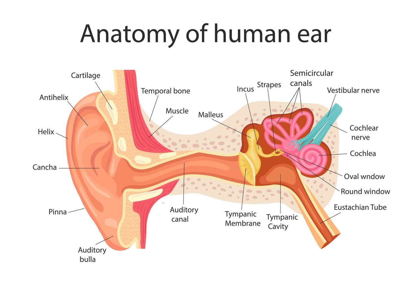 anatomia do ouvido humano. estrutura interna das orelhas, ilustração vetorial médica vetor
