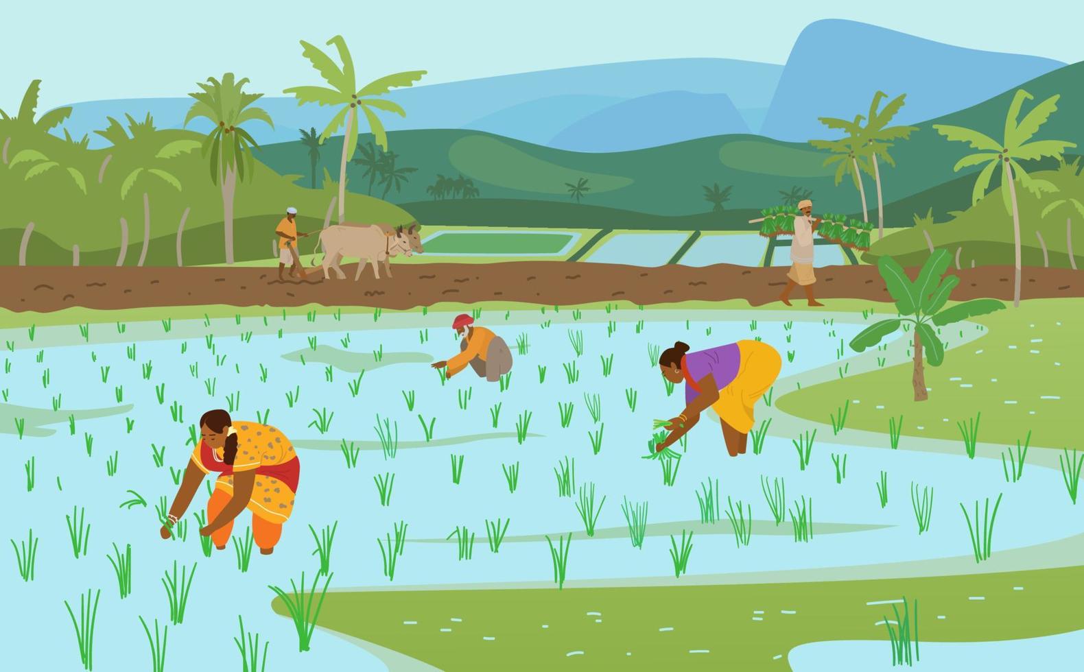 ilustração em vetor de campos de arroz indiano com workers.farmer arando campo com par de bois, carregando plantas de arroz para plantio. mulheres que trabalham no campo de arroz. agricultura tradicional autêntica.