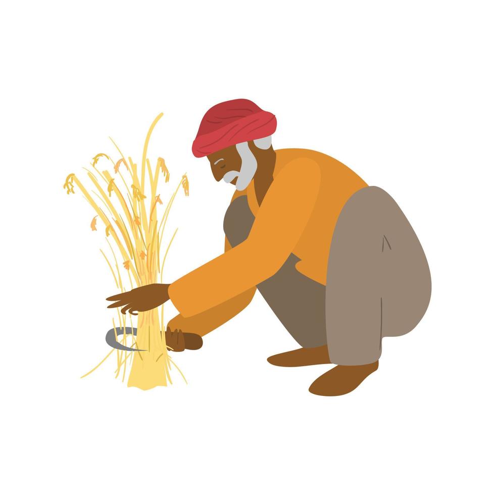 ilustração vetorial de agricultor indiano idoso sentado nas ancas cortando o trigo. agricultura autêntica. trabalhador asiático. coma o conceito local. vetor