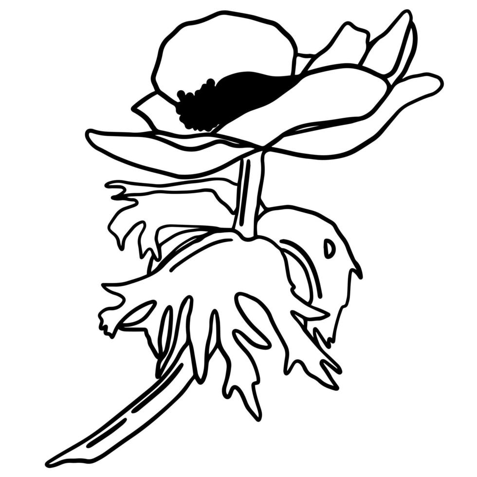 doodle preto de uma anêmona. ilustração de flores de primavera desenhadas à mão. vetor