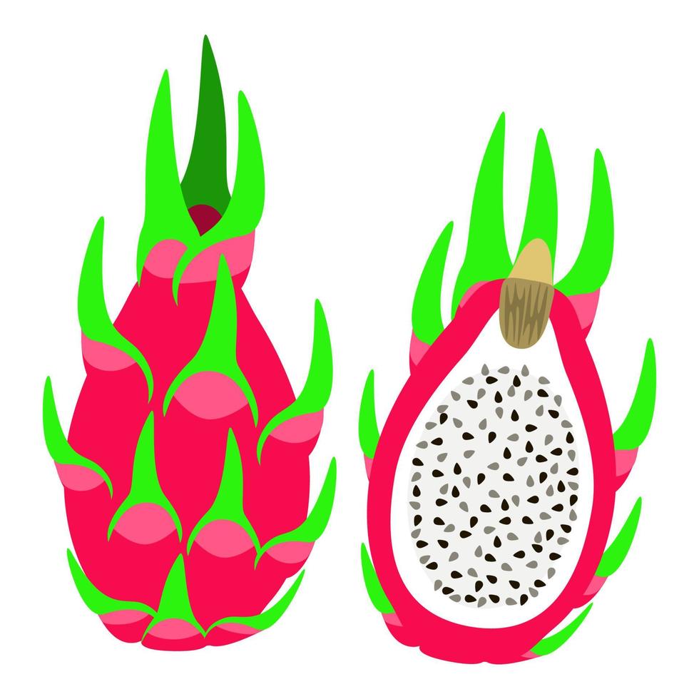 pitaya, fruta do dragão vetor