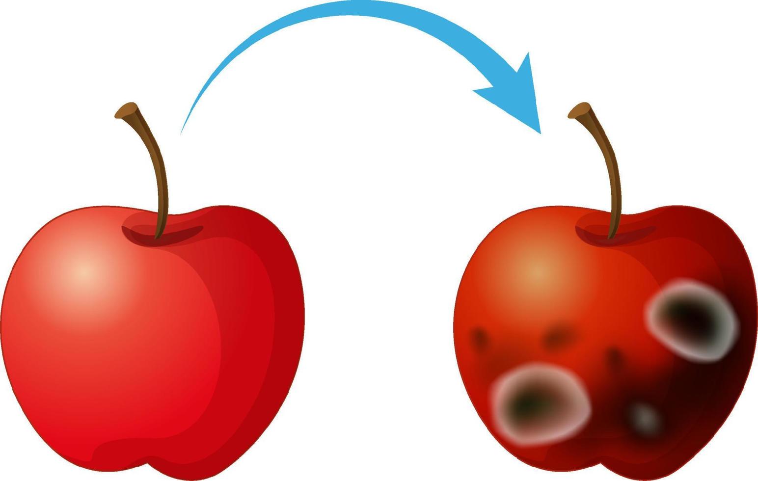 maçã decomposta não comestível com mofo vetor
