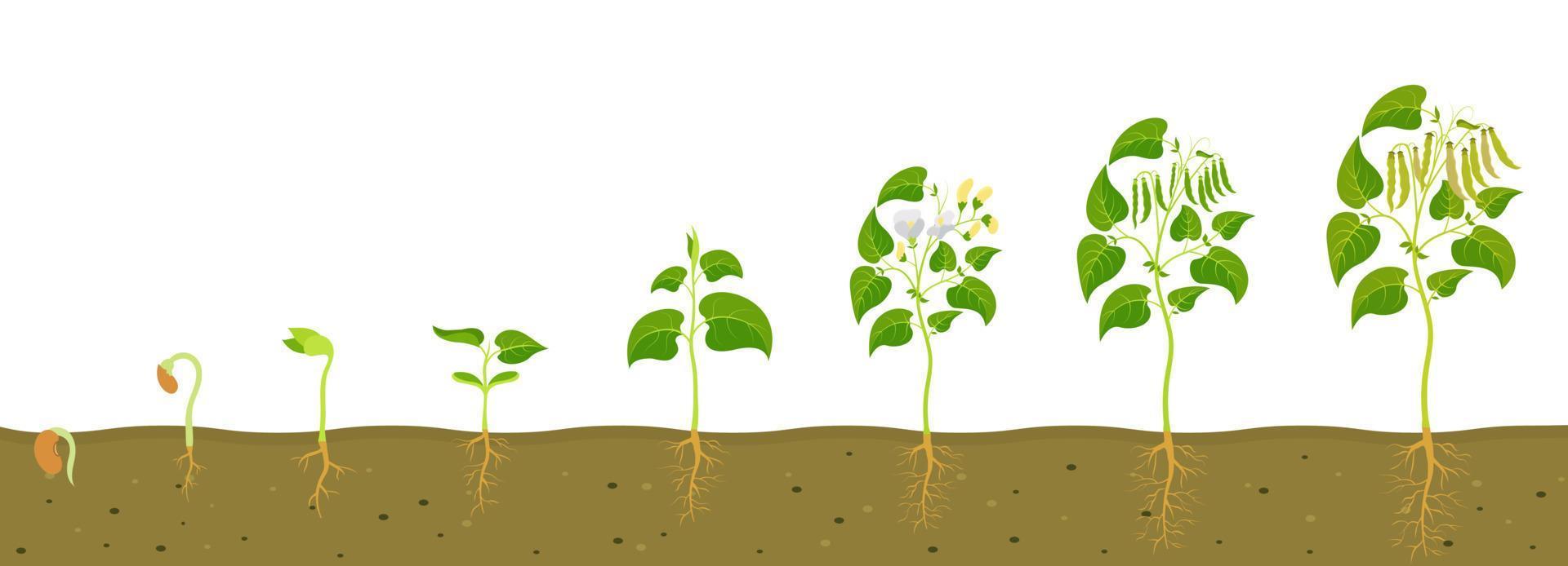 fases de germinação e desenvolvimento da semente de feijão. desenvolvimento de germes de conceito em biologia. vetor