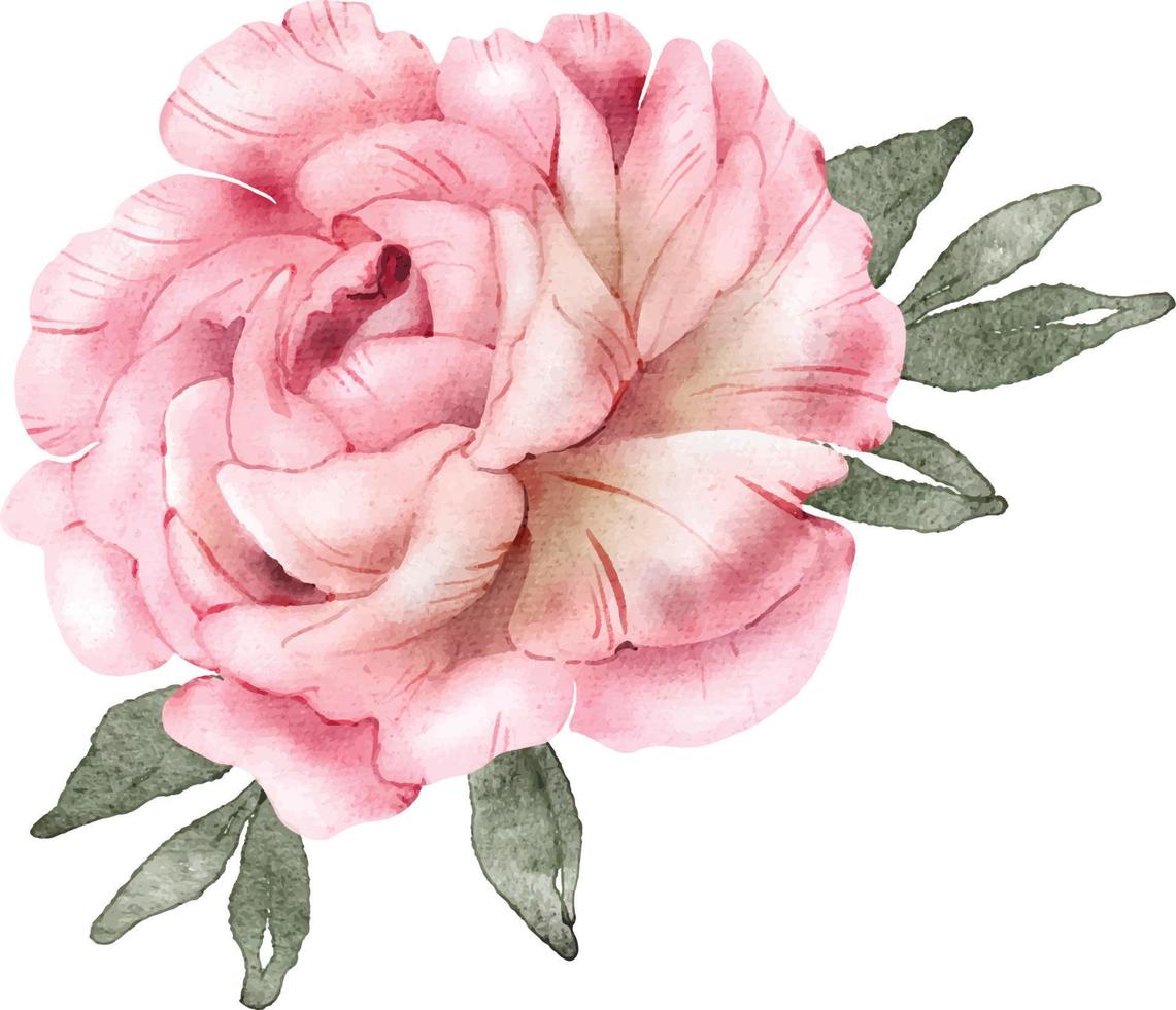 flor rosa, ilustração em aquarela. vetor