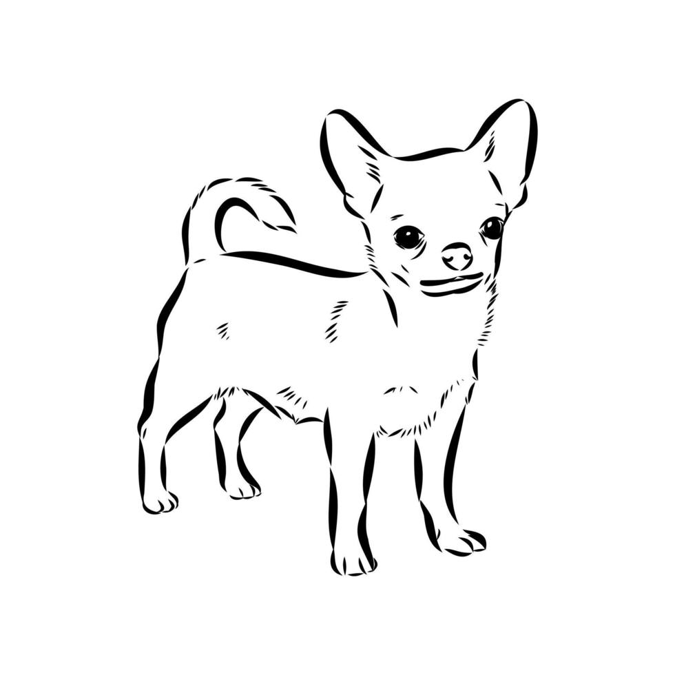 desenho vetorial de chihuahua vetor