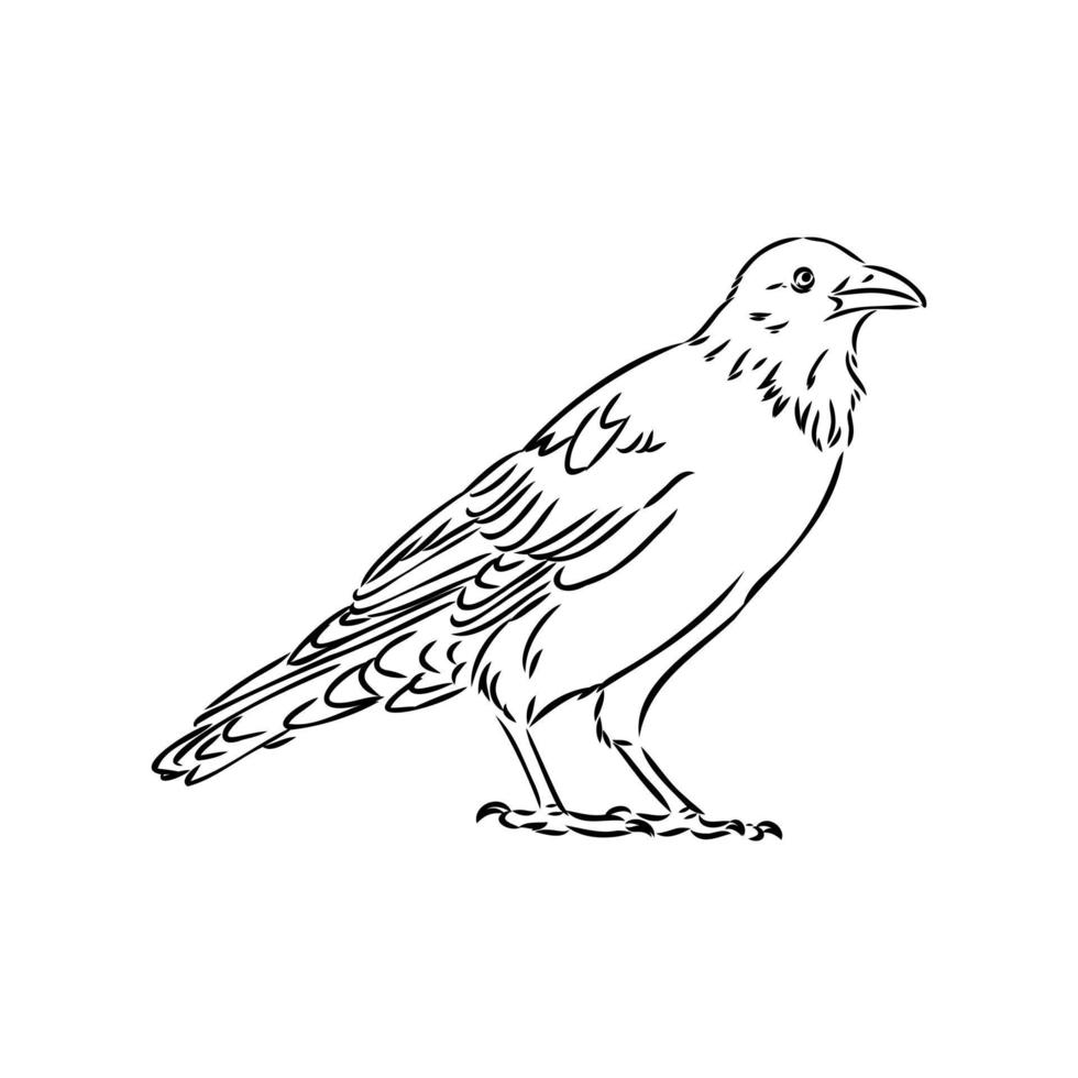desenho vetorial de corvo vetor