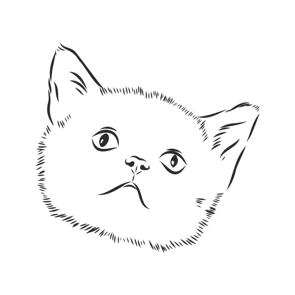 desenho vetorial de gato vetor