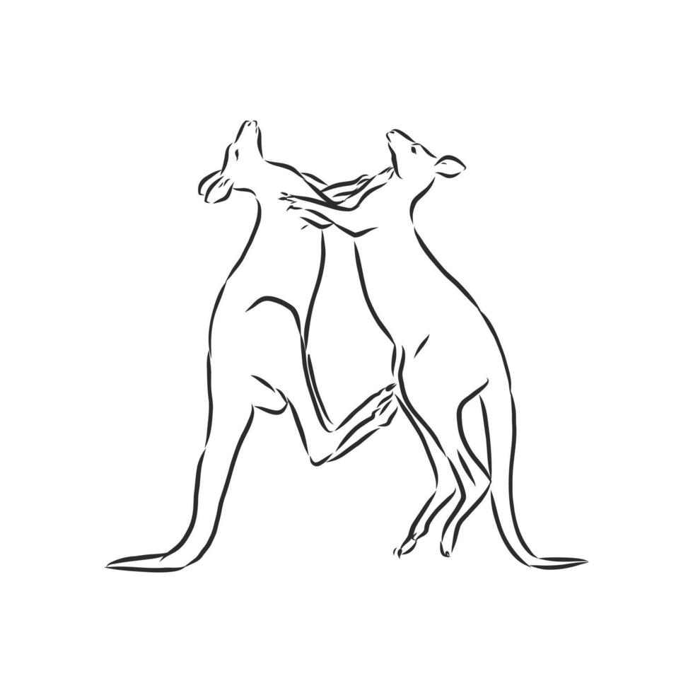 desenho vetorial de canguru vetor