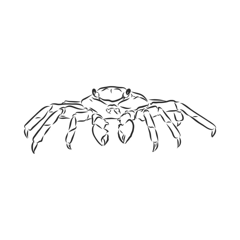 desenho vetorial de caranguejo vetor