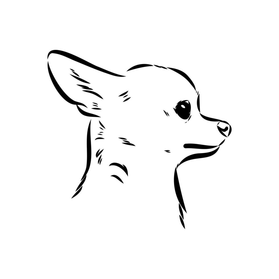 desenho vetorial de chihuahua vetor