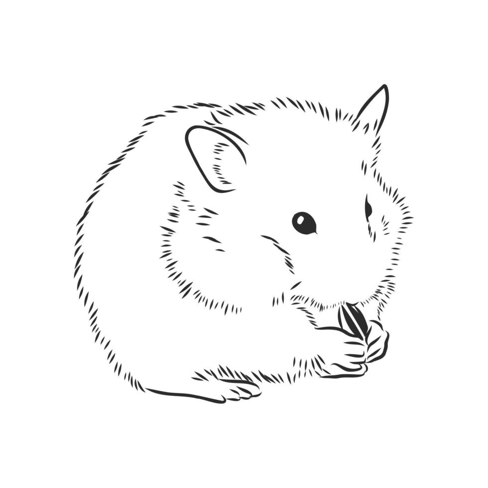 desenho vetorial de hamster vetor