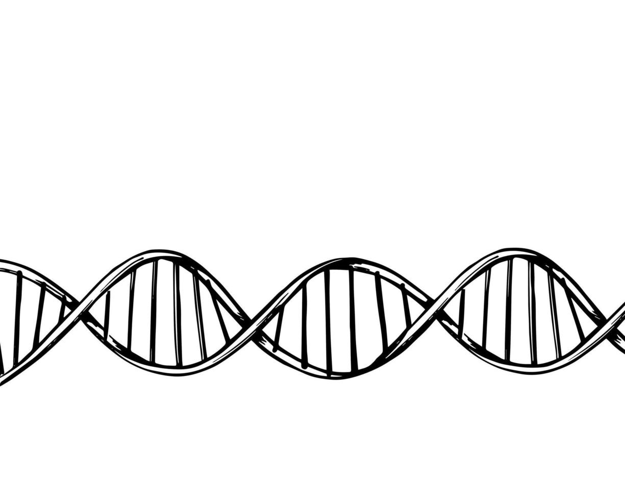 fundo horizontal da estrutura da molécula de DNA. pesquisa genética e química. esboço de ilustração desenhado à mão. vetor isolado.