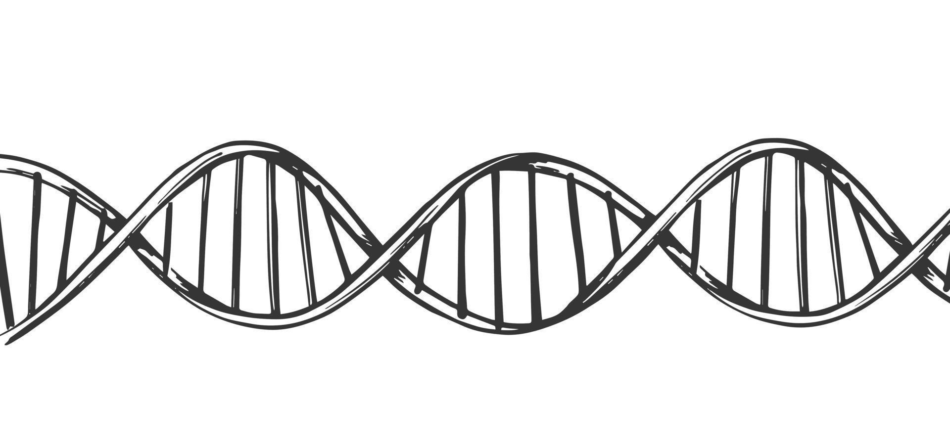 fundo horizontal da estrutura da molécula de DNA. pesquisa genética e química. esboço de ilustração desenhado à mão. vetor isolado.
