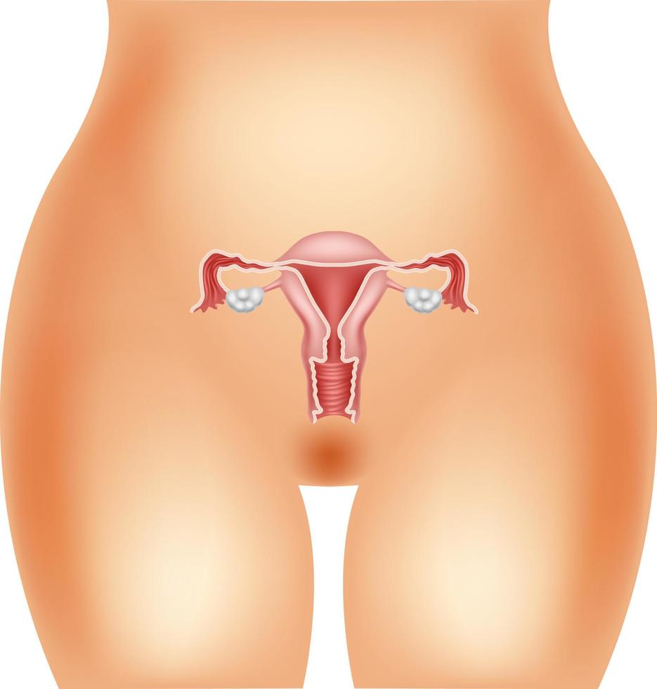 ilustração do sistema reprodutor feminino vetor