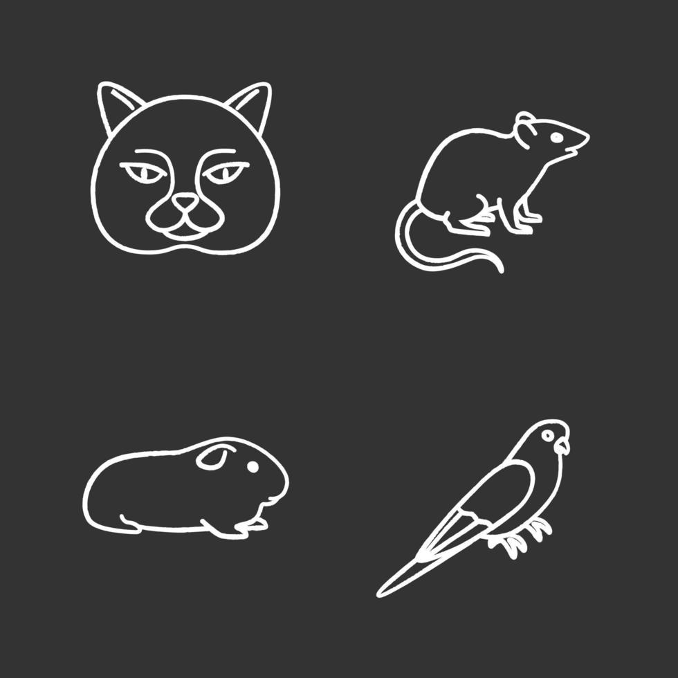 conjunto de ícones de giz de animais de estimação. gato britânico, rato, preá, periquito. ilustrações de quadro-negro vetoriais isolados vetor