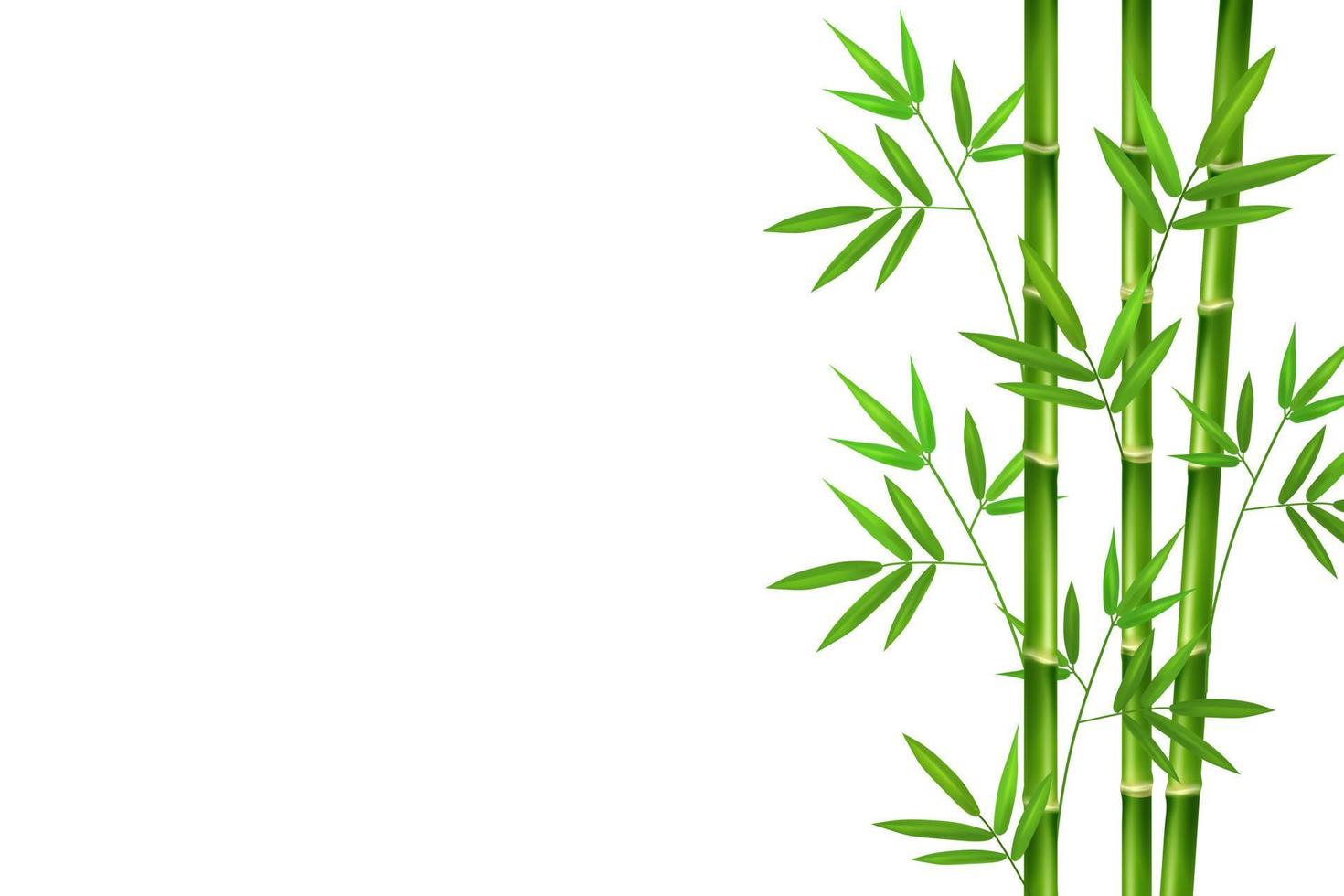 ilustração em vetor de bambu verde.