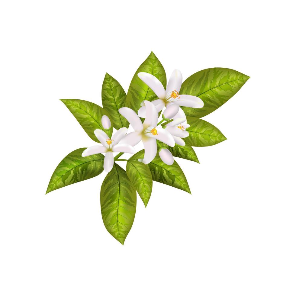 folhas e flores de neroli. vetor