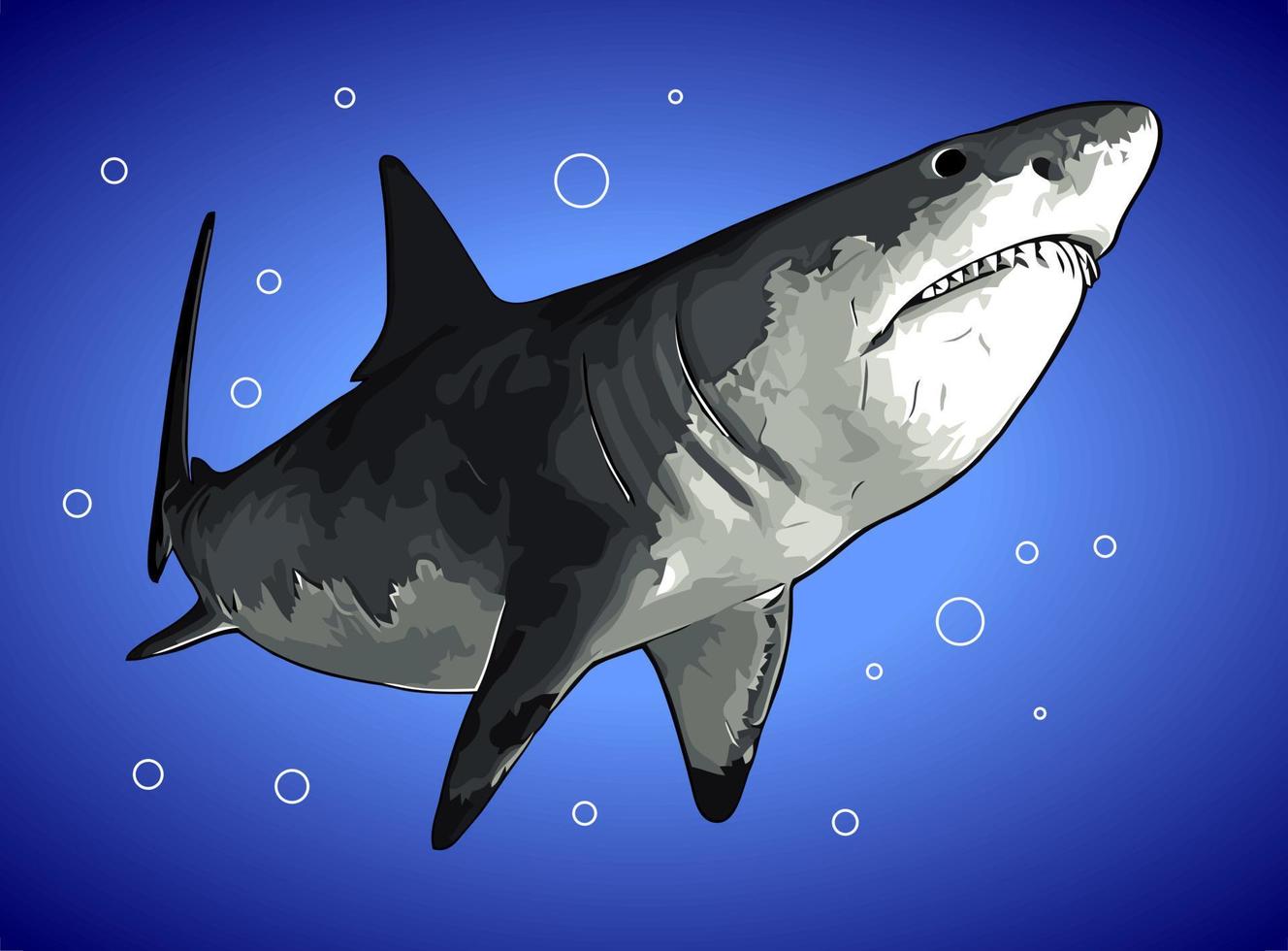 tubarão branco observando vetor de presas
