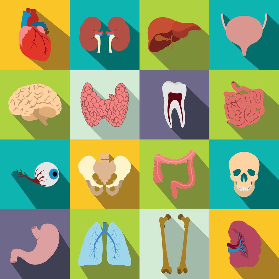 ícones planos de órgãos internos vetor