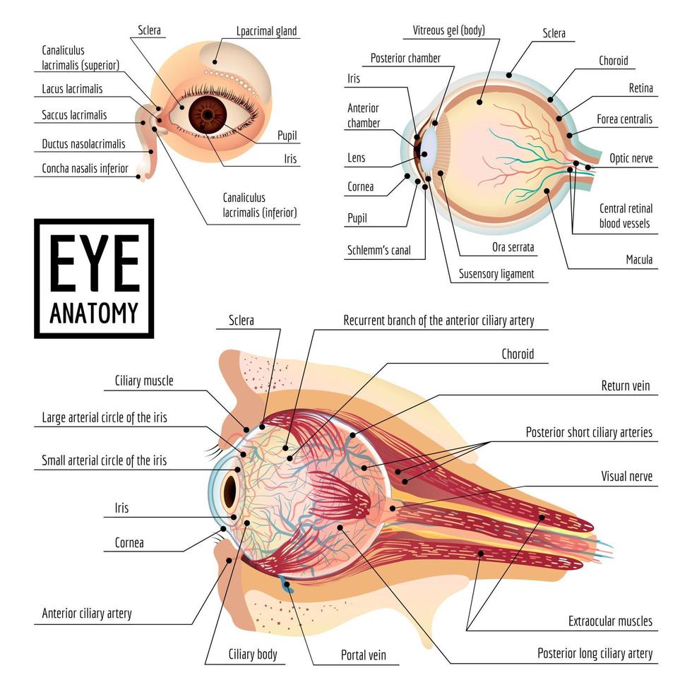 infográfico do globo ocular, estilo cartoon vetor