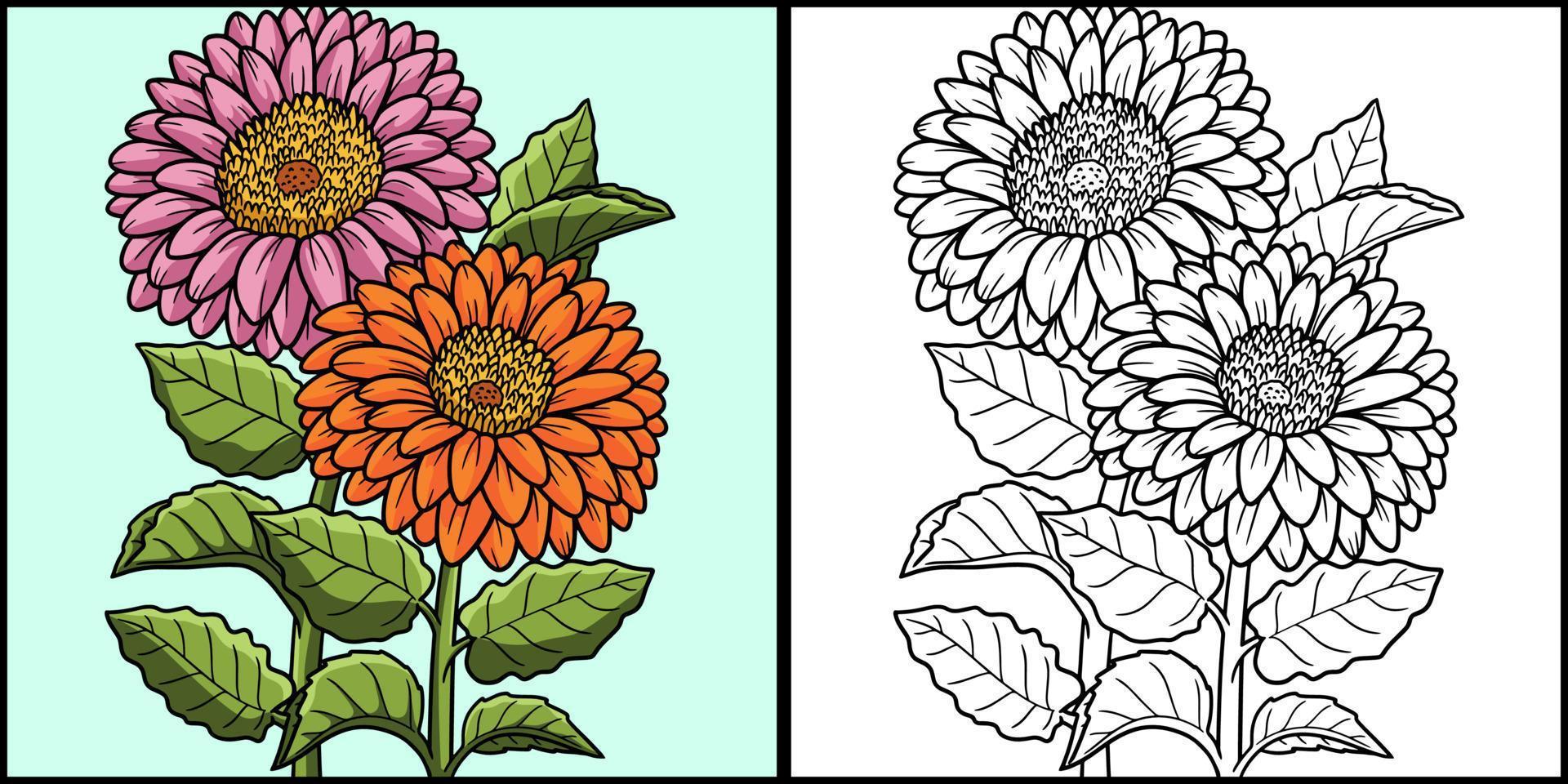 flor gerbera para colorir ilustração colorida vetor