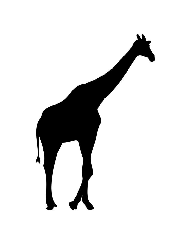 girafa desenhando silhueta preta com ilustração vetorial branca isolada vetor