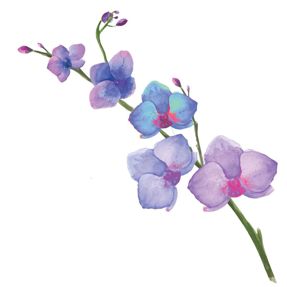 ilustração em aquarela de hastes de flores de orquídeas com flores desabrochando vetor