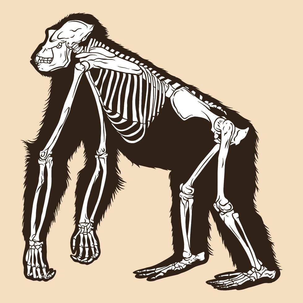 ilustração vetorial de esqueleto de orangotango vetor