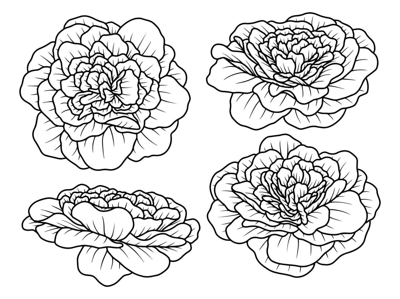 ilustração de arte de linha de esboço desenhado à mão de flor rosa vetor