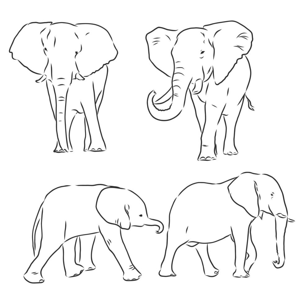 desenho vetorial de elefante vetor