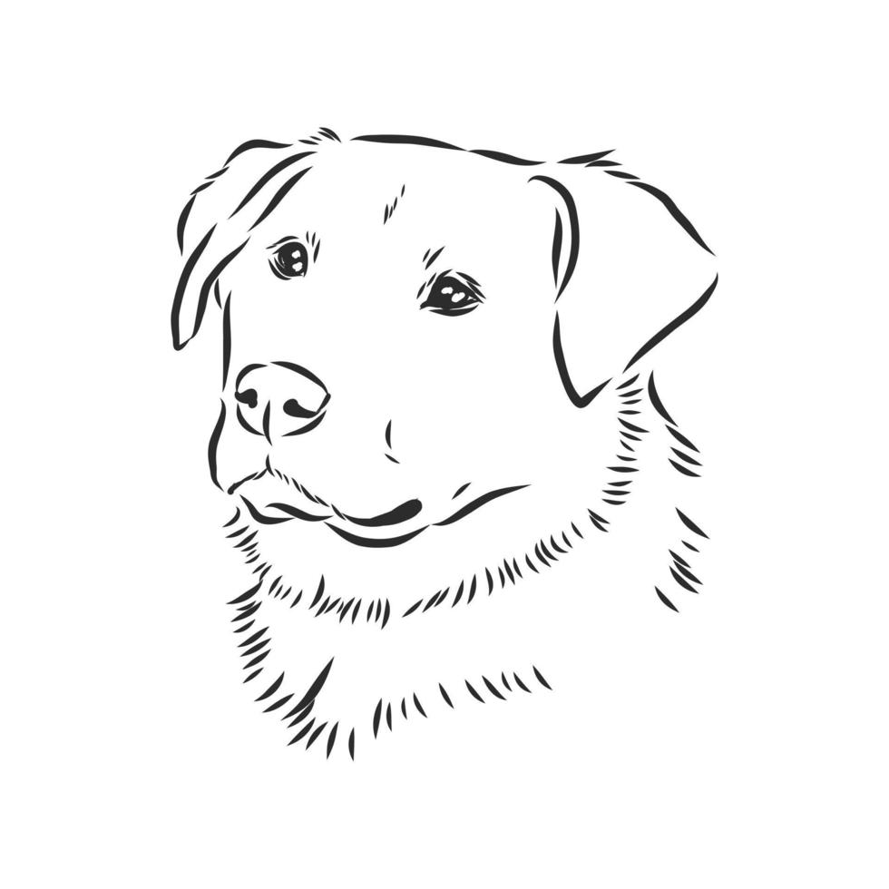 desenho vetorial de cachorro vetor